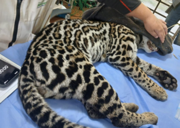 Jaguatirica é resgatada dentro de hangar no Aeroporto de Jundiaí