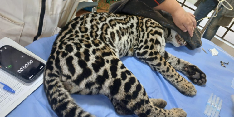 Jaguatirica é resgatada dentro de hangar no Aeroporto de Jundiaí