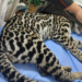 Jaguatirica é resgatada dentro de hangar no Aeroporto de Jundiaí